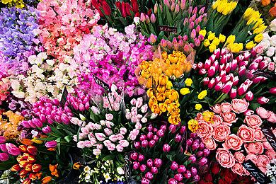 《宝可梦：朱》发售前一周泄露 破解机已流畅游玩